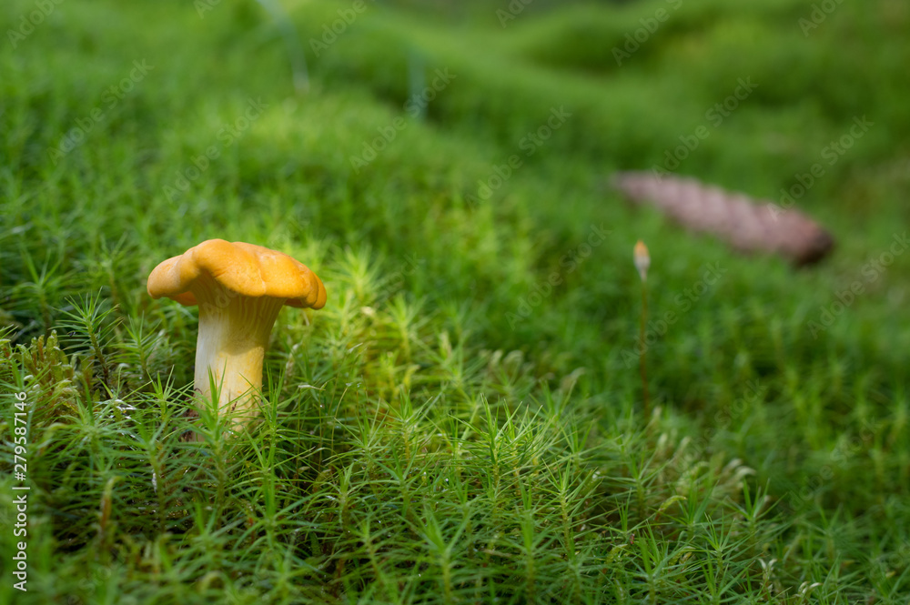 Chanterelle, Edible Mushroom, Food, Raw Food, Vegetable Chanterelle, Edible Mushroom, Food, Raw Food, Vegetable