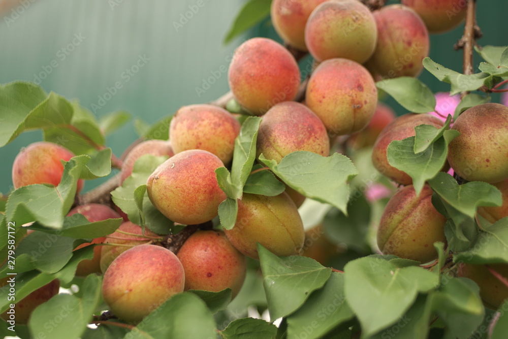 sweet apricot fruits growing on a apricot tree branch in orchard