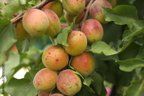 sweet apricot fruits growing on a apricot tree branch in orchard