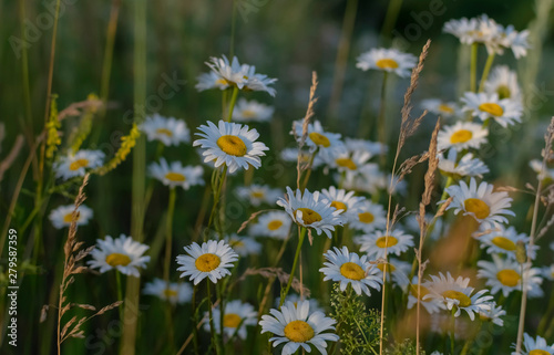 daisy - wild flower