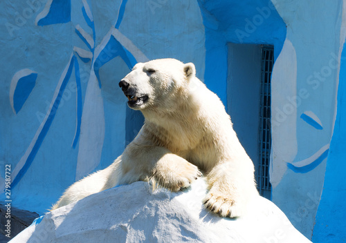 Polar bear lying on a rock in a zoo