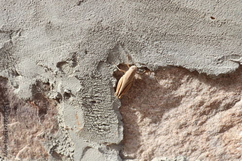 A Grass Hopper Sitting On Wall