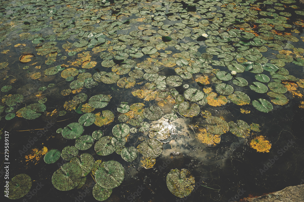 Dark green leaves tropical foliage plant growing in the water. top view - in dark tone. Floral background. Natural background. Surface of water covered with leaves of water lilies and marigolds. Dark green leaves tropical foliage plant growing in the water. top view - in dark tone. Floral background. Natural background. Surface of water covered with leaves of water lilies and marigolds.