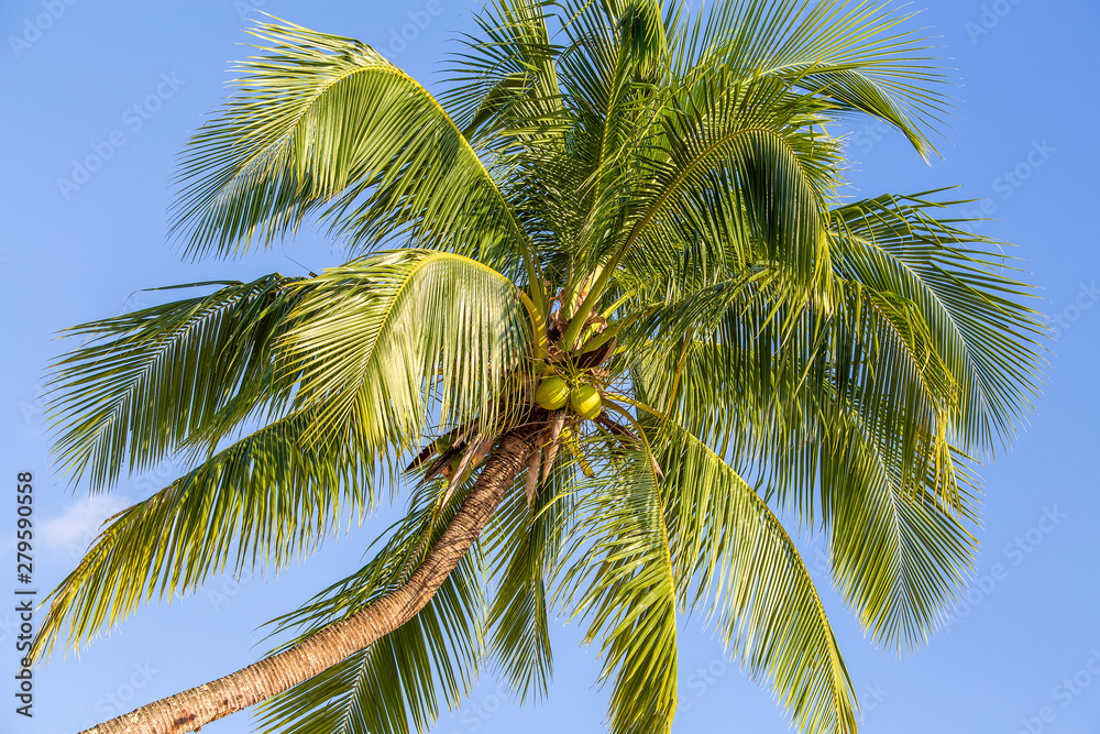 Green leaves of coconut palm tree against the blue sky. Nature travel concept