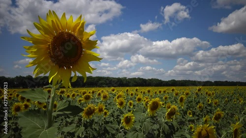 A field with blooming sunflowers. The common sunflower (Helianthus annuus). Bolgradsky district, Odessa region, Ukraine photo