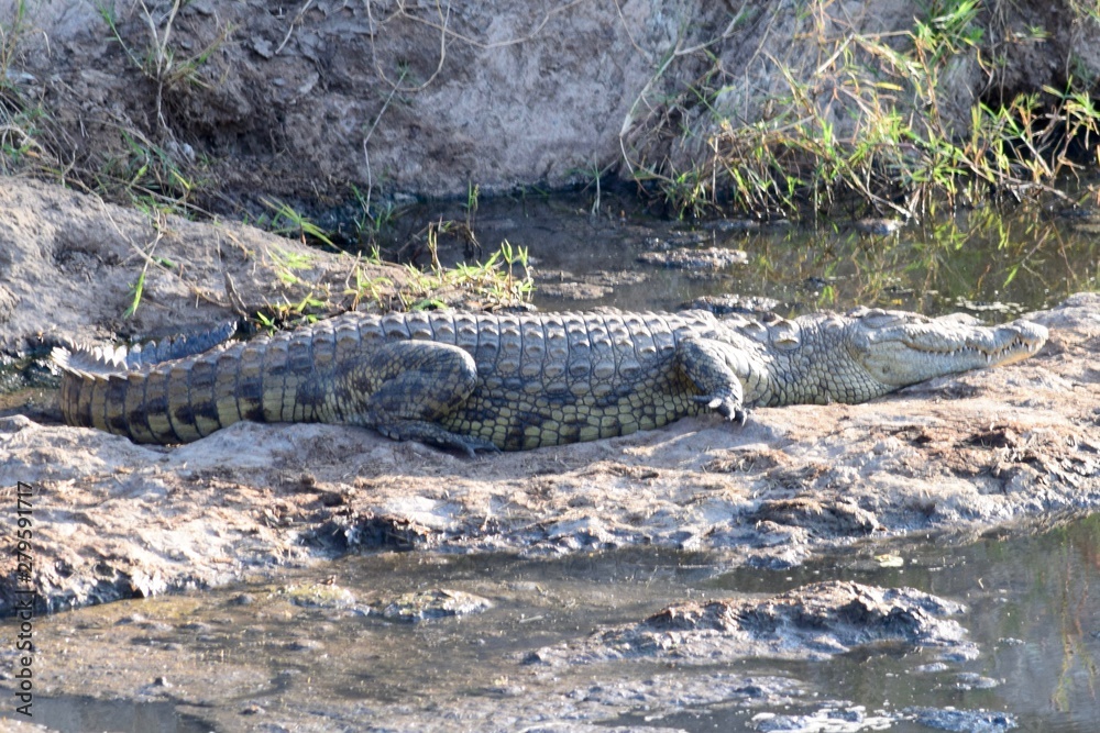 Crocodile on rocks Crocodile on rocks
