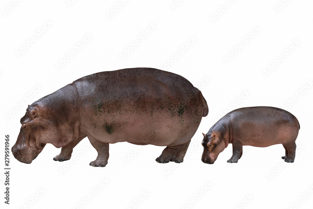 Hippopotamus isolated on white background. Hippopotamus isolated on white background.