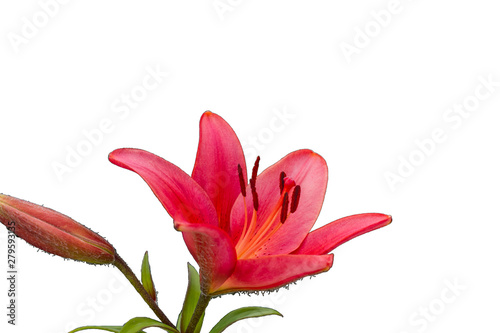 bloementuin, zomer. Lily. Bolvormige plant met een rechte stengel en grote prachtige bloemen in de vorm van een bel. Lily is een geslacht of een kruidachtige bloeiende plant