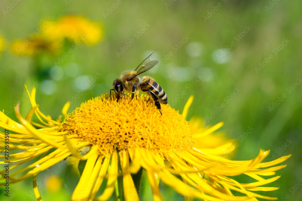Honeybee, harvesting, flower, polen, healty. Honeybee, harvesting, flower, polen, healty.