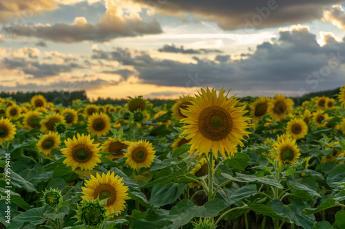 Sonnenblumen Feld Langzeitbelichtung    Sunflower field longtimeexposure