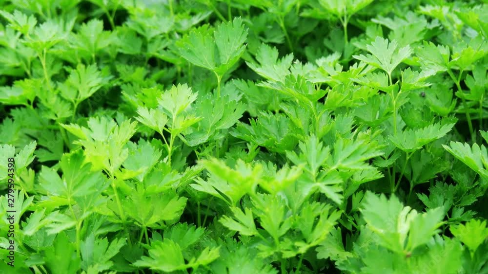 Green parsley grows in the garden. Green parsley grows in the garden.