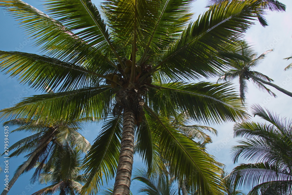 Coconut palm at the trail to Cabo San Juan in Tayrona NP in Colombia Coconut palm at the trail to Cabo San Juan in Tayrona NP in Colombia