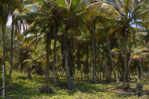 Palm trees at the trail to Cabo San Juan in Tayrona NP in Colombia