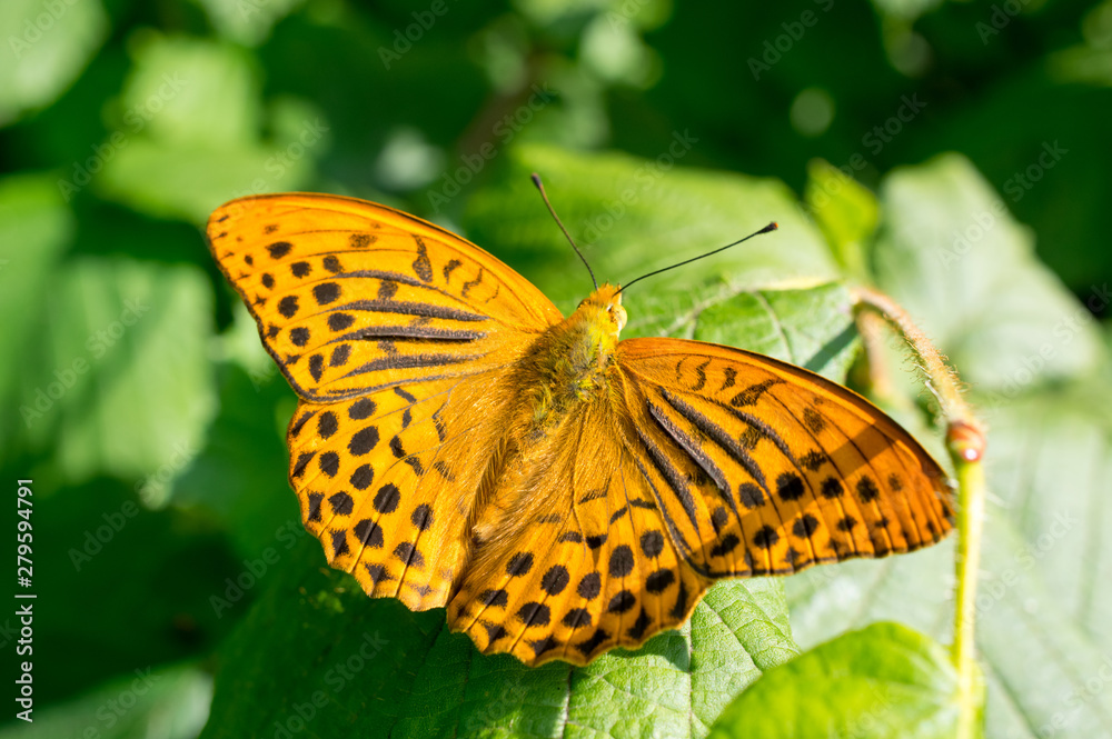 Blutterfly, Flower, Nature, Clolor, Close-up Blutterfly, Flower, Nature, Clolor, Close-up