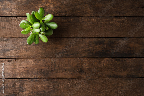 Small green plant on wooden background with copyspace