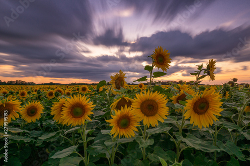 Sonnenblumen Feld Langzeitbelichtung // Sunflower field longtimeexposure photo