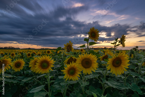 Sonnenblumen Feld Langzeitbelichtung    Sunflower field longtimeexposure