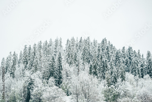 Snow covered trees in the winter forest. Foggy landscape of winter mountains. Tatra mountains, Poland.