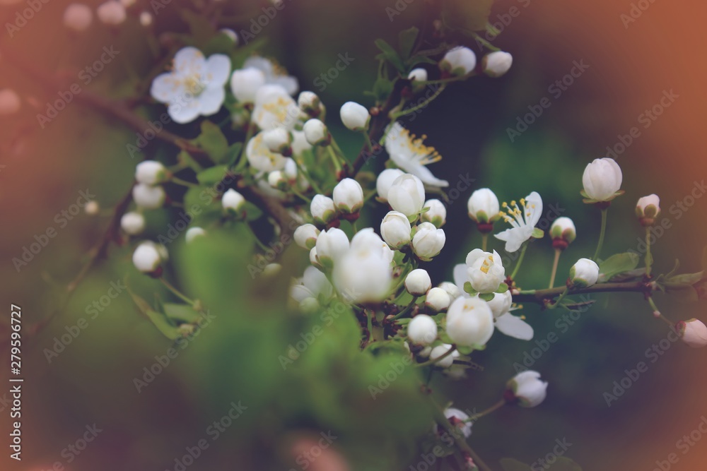 Fototapeta premium Blooming cherry, spring summer background