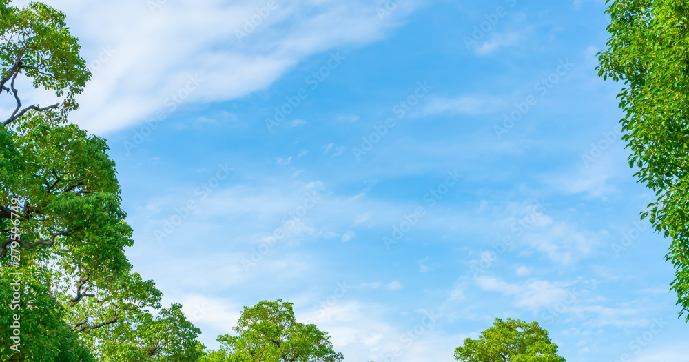 Obraz premium 新緑・青空