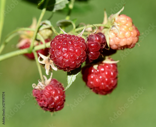 Himbeeren, Rubus, idaeus photo