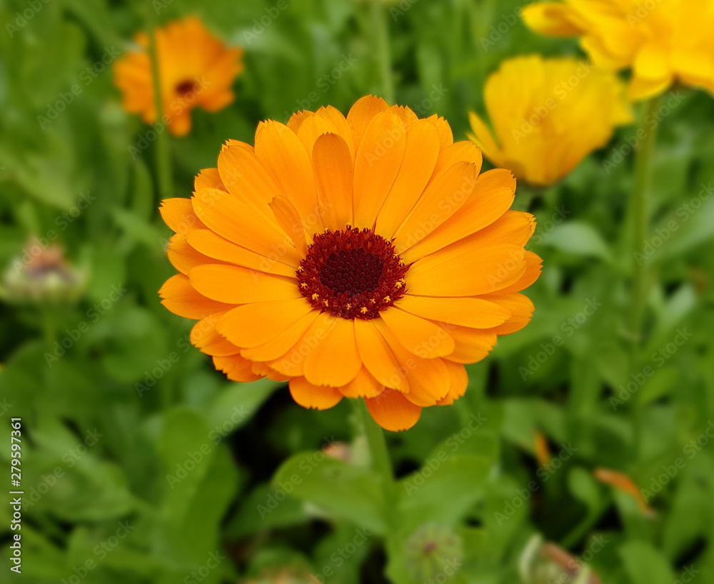 Ringelblume, Calendula, Officinalis Ringelblume, Calendula, Officinalis