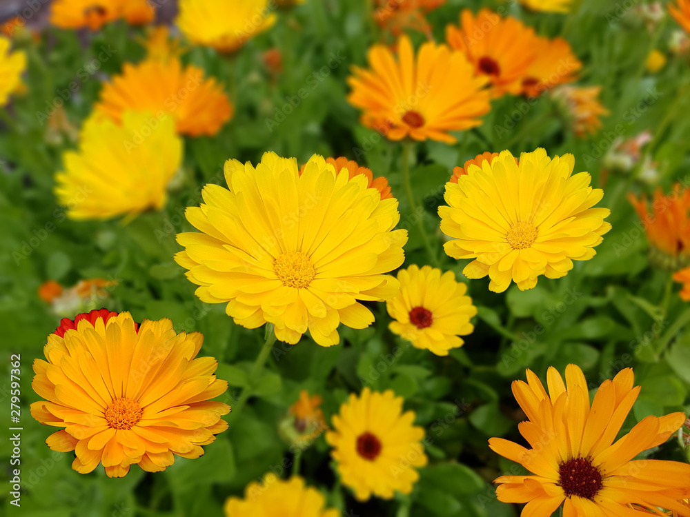 Ringelblume, Calendula, Officinalis Ringelblume, Calendula, Officinalis