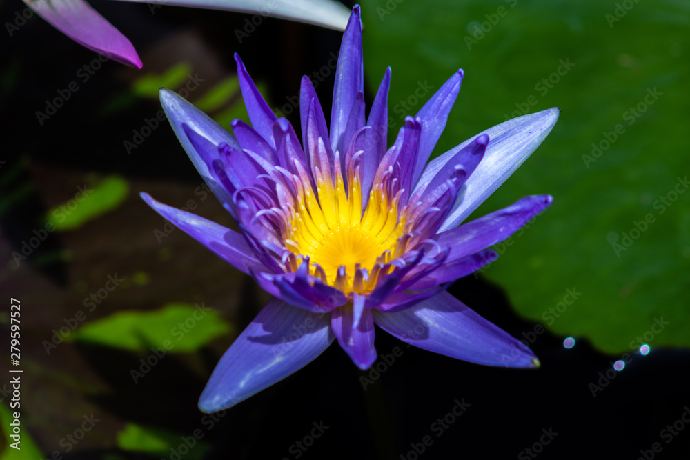 beautiful sacred lotus in a small lake