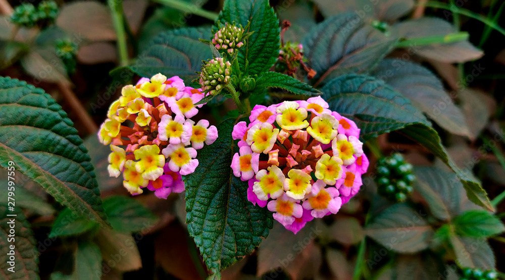 Closeup of Indian Lantana with a green leafy background