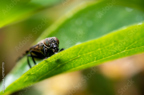Fly resting on Leaf, selective focu