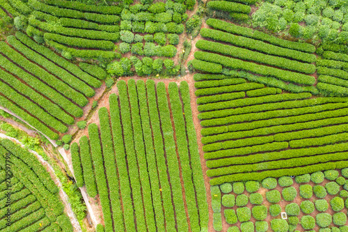 longjing tea garden in west lake photo