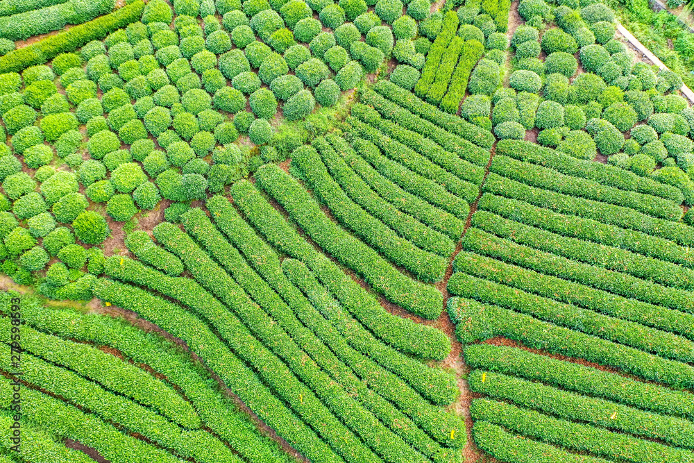 longjing tea garden in west lake longjing tea garden in west lake
