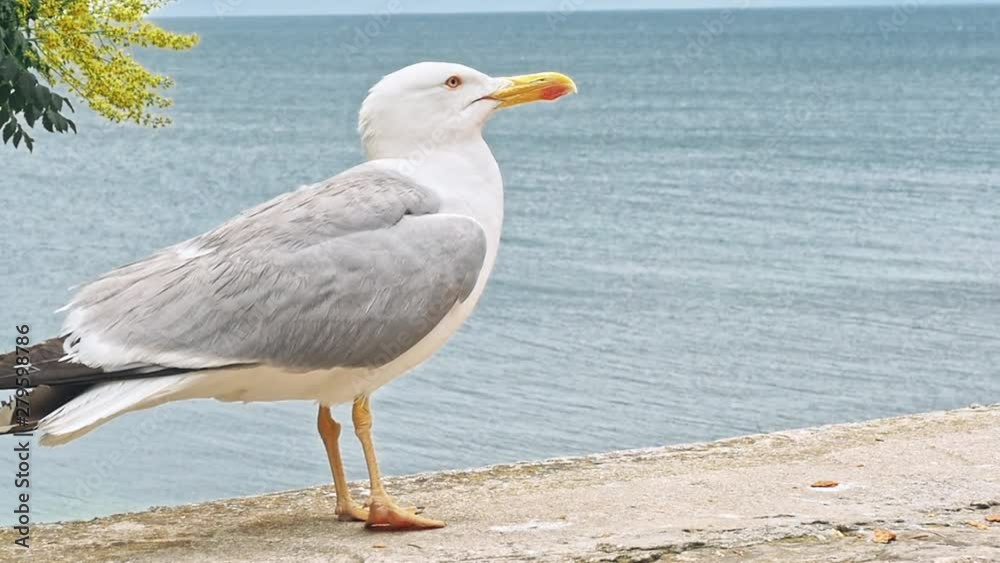 Seagulls walking by the beach against natural blue water background. Seagulls walking by the beach against natural blue water background.