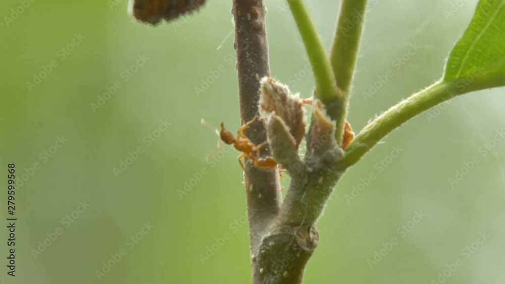 23452_Two_red_ants_crawling_on_the_stem_of_the_plant.mov 23452_Two_red_ants_crawling_on_the_stem_of_the_plant.mov
