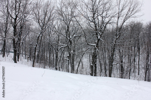 winter in the forest © Ксения Куприянова