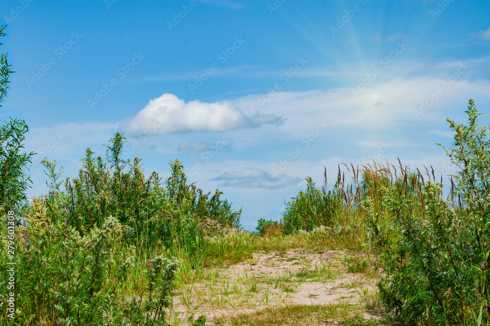 Yellow meadow, wildflowers, yarrow, cypress, grass in a meadow with green trees and white clouds in the blue sky beautiful summer landscape Yellow meadow, wildflowers, yarrow, cypress, grass in a meadow with green trees and white clouds in the blue sky beautiful summer landscape