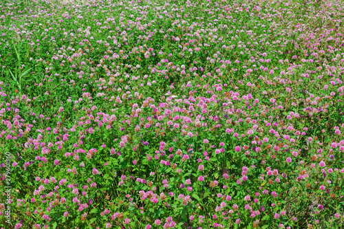 Pink clover flowers in the meadow, beautiful natural summer background