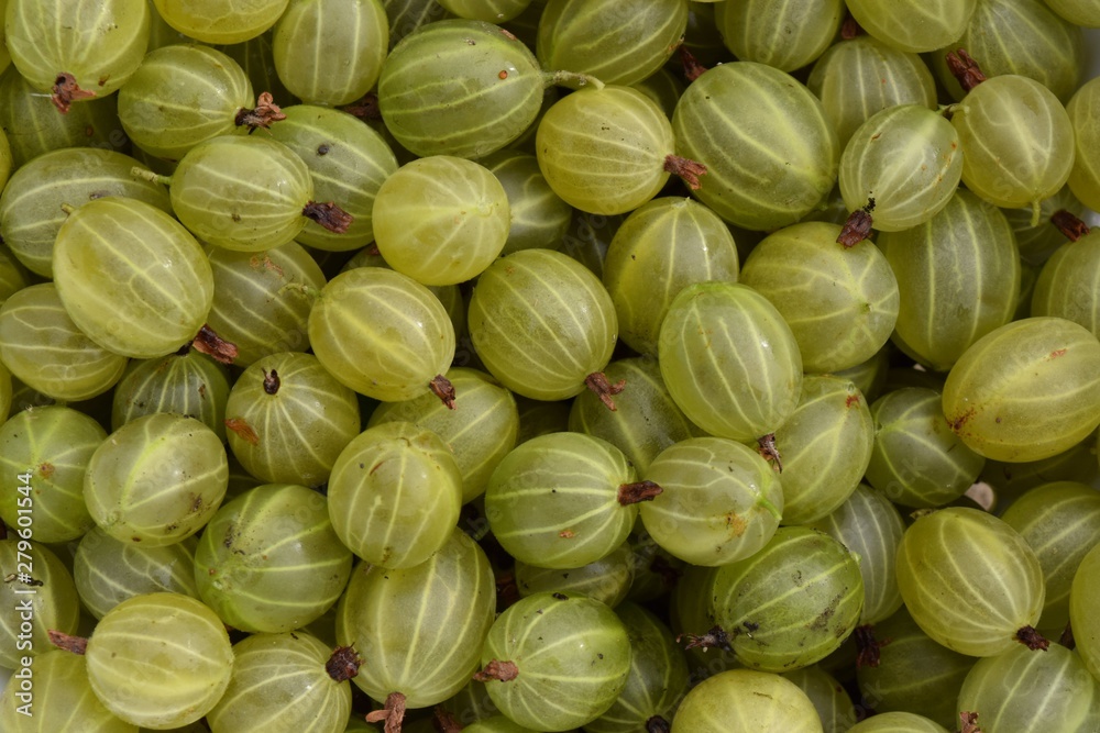 Gooseberries full frame close up Gooseberries full frame close up