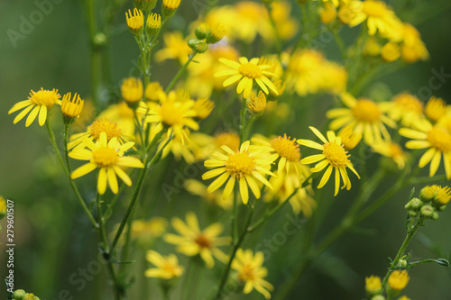 Jacobaea erucifolia or hoary ragwort flower (Senecio erucifolius) blooming in spring photo