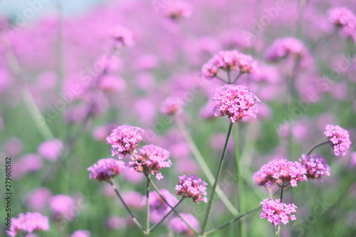 Pink flowers garden field with copy space for you design  background concept.