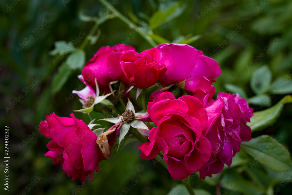 Summer flowers. Rose close-up. Summer flowers. Rose close-up.