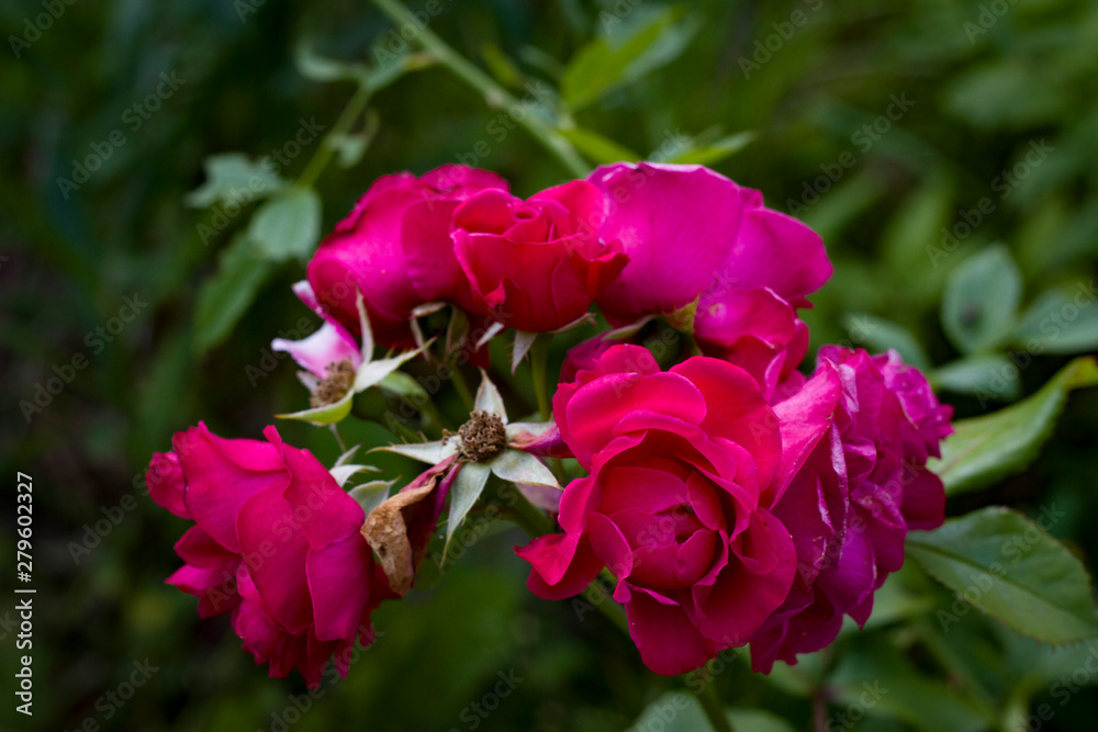 Summer flowers. Rose close-up.