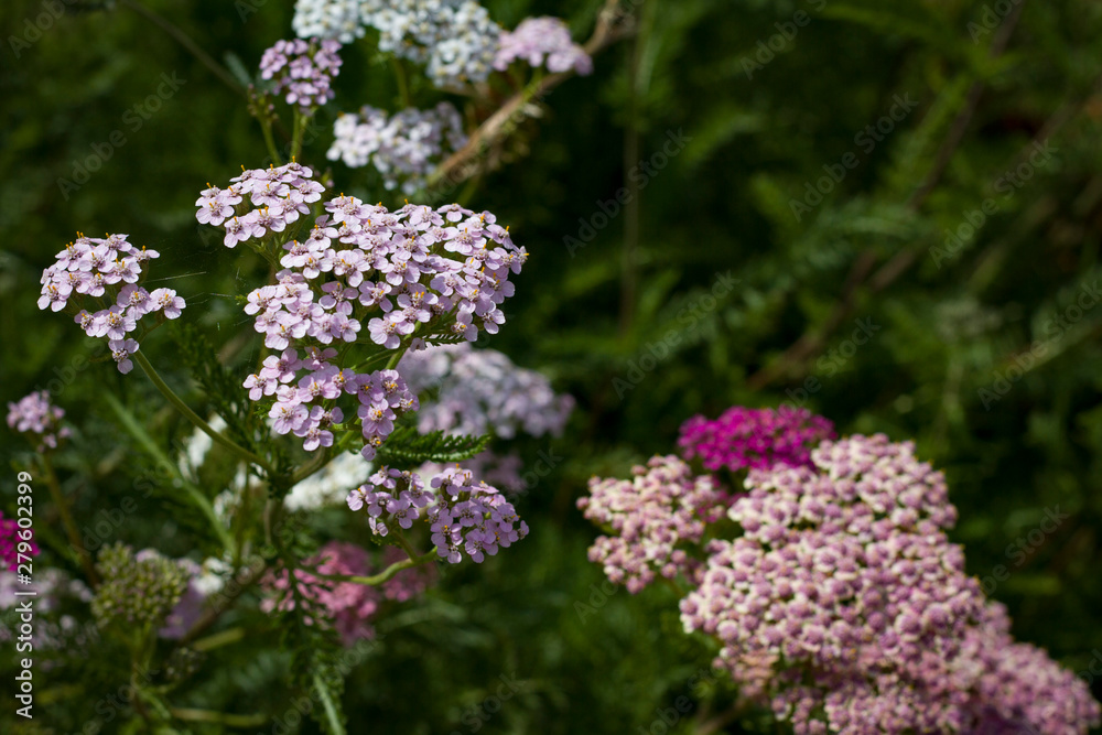 Summer flowers. Small bright  flowers close up.