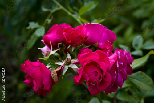 Summer flowers. Rose close-up.