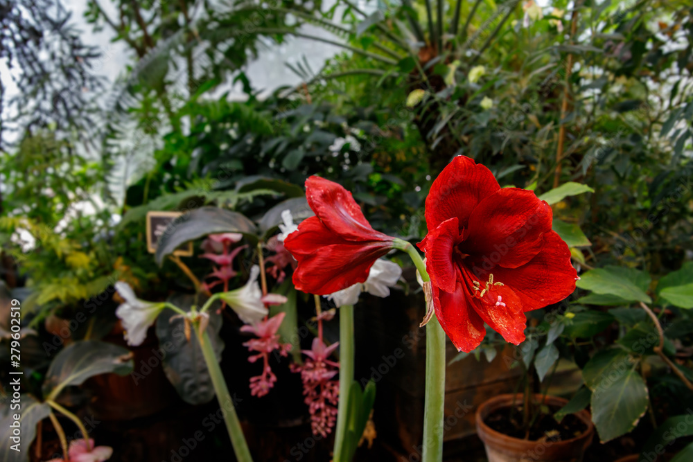 Beautiful red hippeastrum, amaryllis flowers in the garden. A beautiful bouquet of flowers. Dutch flowers. Beautiful composition.