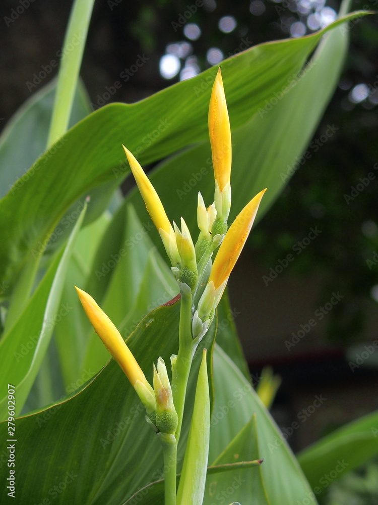 Obraz premium カンナの蕾と若葉