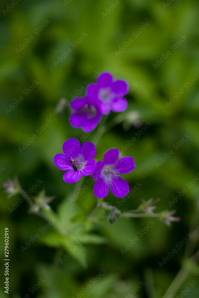 Summer flowers. Small bright blue flowers of the bellflower closeup.