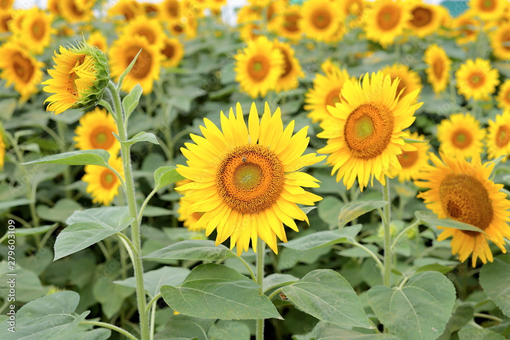 Sunflowers can be seen in the summer. Sunflowers can be seen in the summer.