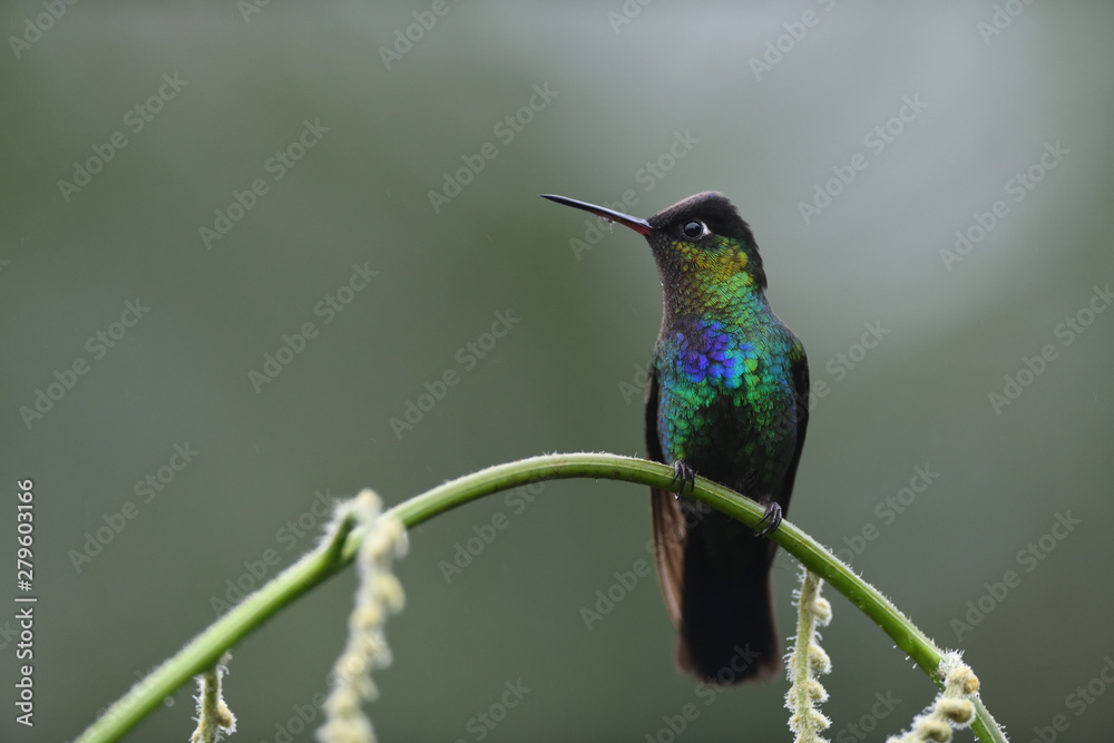 Fototapeta premium Fiery-throated hummingbird sitting on branch