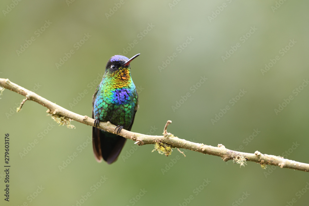 Fiery-throated hummingbird sitting on branch Fiery-throated hummingbird sitting on branch